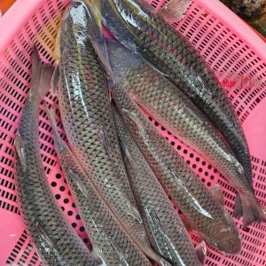 제철 당일조업 자연산 생물 숭어 회 가숭어 밀치 회 1kg 한마리 통필렛 350g