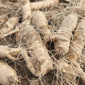 유기농 해남 더덕 1kg 늘보농부,태평농원