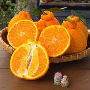 제주 서귀포 산지직송 고당도 한라봉 3kg 5kg 10kg 선물용 가정용 선물세트