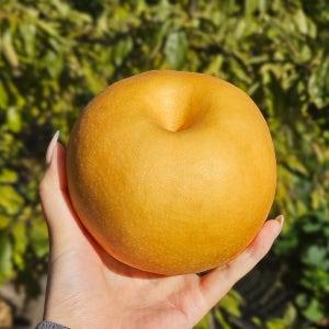 신고배 햇 2.8kg 4.8kg 그린시스배 황금배 가정용 업소용