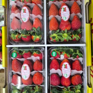 산지발송 당일 수확후 발송 담양 와우딸기 죽향 무농약딸기 700g