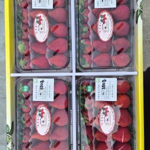 죽향딸기 산지발송 당일 수확후 발송 담양와우딸기 무농약인증 700g(350g X 2팩)