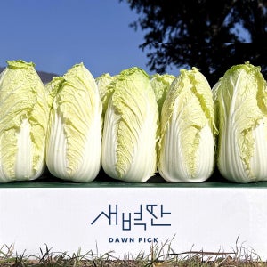 국내산 알배기 쌈배추 알배추