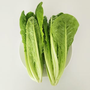 유기농 포기 로메인 600g 1kg 아삭한 식감이 한층 띄어난 포기로메인 쌈 샐러드용