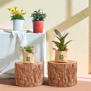 프레시가든 겨울 반려식물 5종 초보 식집사 개나리자스민 호주매화 비덴스 공기정화식물 화분