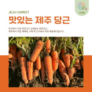 성산봄 제주당근 우리밭에서 키운 햇당근