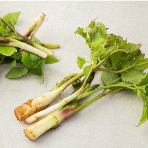 겨울 두릅 눈꽃 땅두릅 여름 두릅 씀바귀 참두릅 제철산나물 봄나물 200g 500g 1kg