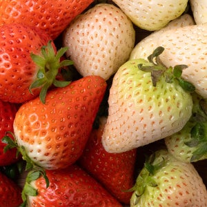 레브노트 논산 만년설 비타베리 딸기 700g 1.4kg