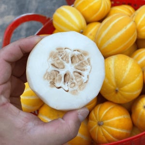 참외 10kg 가정용 로얄과 성주참외 여름 겨울 하우스 꿀