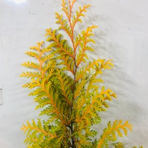 침엽수 황금편백나무 18cm 화분묘