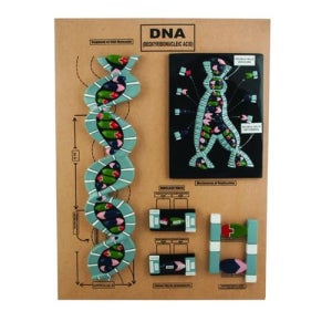 DNA 구조 모델 모형 전시용