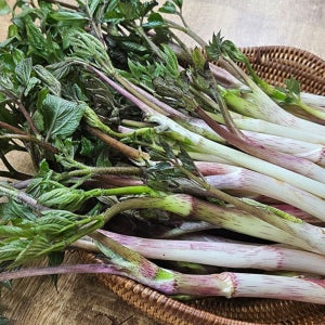 국내산 땅두릅 햇 두릅 봄나물 산나물 300g