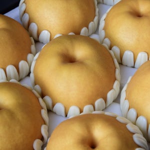 수요과일 고당도 명품 나주배 순창배 선물용 가정용 실속형 도매가 대과, 7.5kg, 11개