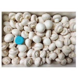 꼬마 양송이버섯 미니 양송이 산지직송 gap 1kg 2kg