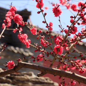 [리무진]성남용인수원 출발 양산통도사매화 원동매화축제 순매원 당일여행 꽃마중여행