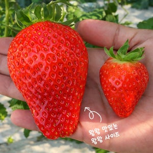 논산 딸기 킹스베리 400g 왕왕 사이즈 대왕딸기 프리미엄 신품종
