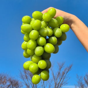 어텀크리스피 애플 포도 청포도 오톰크리스피