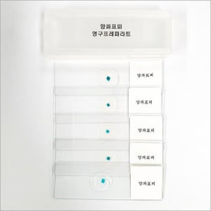 양파표피 영구프레파라트/양파 표피 세포 영구 표본 - 5매입