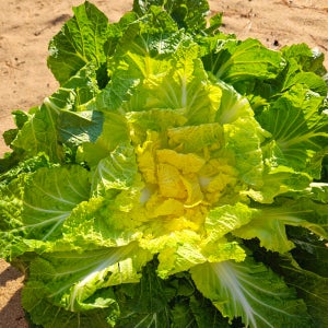 해풍 맞고 자란 진도 봄동 배추 3kg, 1개