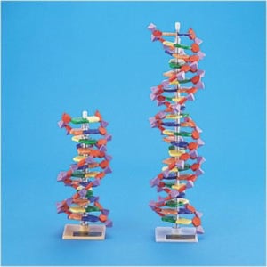 미니DNA분자모형키트 - M60-1192(22층)