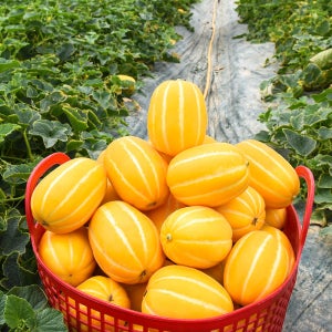 산지직송 성주참외 가정용 꼬마 못난이 특품 2키로 3키로 꿀참외 고당도