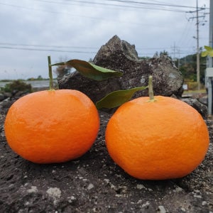 2월 제주 레드향 고당도 프리미엄, 향이 먼저 느껴지는 겨울의 제철 감귤 2/3/5kg