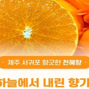 청정 제주 천혜향 5kg 선물세트 중대과 19~25과 내외