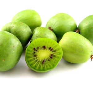 일세다래 DT 화분 묘목 다래나무 과실수