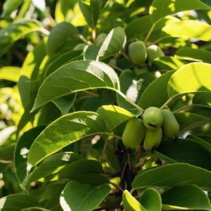 일세다래 H2.0m 묘목 다래나무 결실주 과일나무