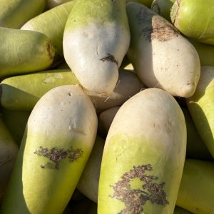 심온상회 제주 못난이 벌크 업소용 월동무 10kg