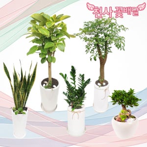 의왕개업화분 의왕시 축하화분 돈나무 금전수 사무실 병원 카페 승진 취임 꽃배달서비스