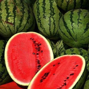 고당도 맛있는 겨울 하우스 꿀수박 흑수박 애플 미니 수박 당도선별 선물용