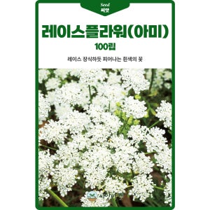 다농 레이스플라워 씨앗 100립 1~2년생 아미초 꽃씨 종자