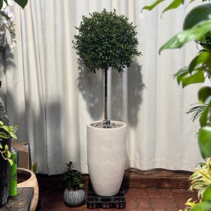 피어리스 토피어리 155cm 양재꽃시장예림화원 화분 사무실 인테리어 대형 공기정화식물 선물