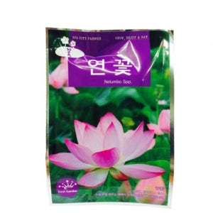 연씨 연꽃 키우기 세트 연씨앗 연꽃 씨앗 40립
