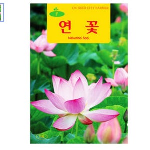 연씨 연꽃 키우기 세트 연씨앗 연꽃 씨앗 50립