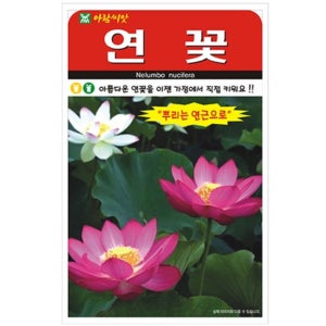 연씨 연꽃 키우기 세트 연씨앗 연꽃 씨앗 30립