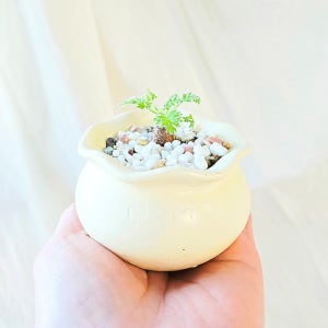 맨션메이트 페라고늄 아펜티쿨라텀 아프리카 희귀식물 당근심었나 먹지말고 눈에 양보하세요