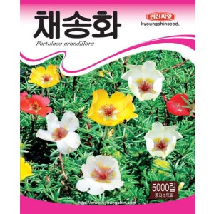 채송화씨앗 5000립 일년생 채송화꽃씨 경신