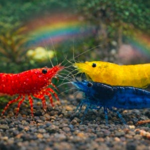 10+3 생이새우 일반세트 체리새우 골든백 블루벨벳 레드릴리 생이새우 키우기 crs