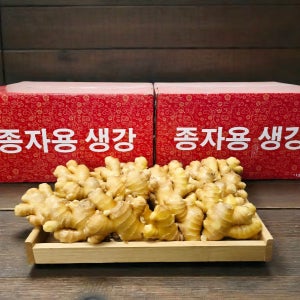 종자용 생강 2025년산 중국산 10kg