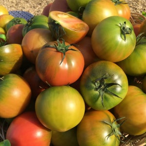 당일채취 부산 산지직송 대저 토마토 2.5kg
