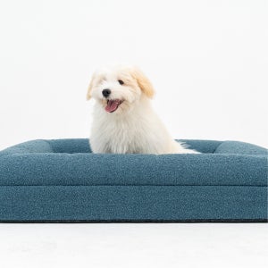 와루 강아지방석 고양이 강아지쿠션 부클레 애견 고밀도폼 슬개골 커버분리 S