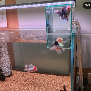 앙코르 피쉬 테라스 소형, 중형 사이즈 출시