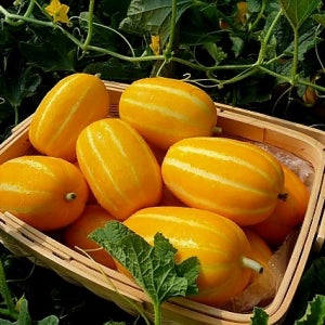 가정용 참외 실속형 참외 사이즈 랜덤과 3kg/5kg