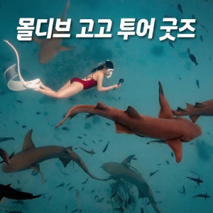 고고 몰디브 투어 프리다이빙 여행
