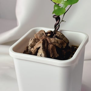 [동일품] 아프리카 희귀 식물 구갑룡 디오스코레아 인테리어 선물