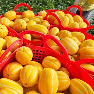 경북 고당도 성주 참외 못난이 가정용 랜덤과 2kg, 1개