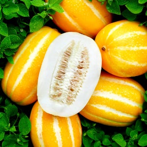 고당도 성주 참외 제철과일 꿀 참외 상품 5kg