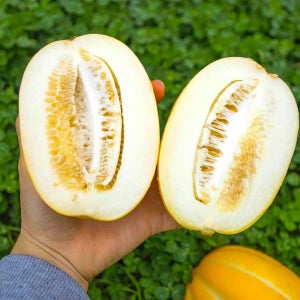 산지직송 맛있는 가정용 고당도 꿀 참외 성주참외 로얄과 꿀벌 자연수정 10kg, 1개